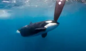 Ein Orca schwimmt unter der Wasseroberfläche, sein Körper ist schwarz-weiß gefärbt. Ein Teil eines Bootsruders ragt ins Bild. Ein Orca-Angriff ist hier nicht zu sehen.