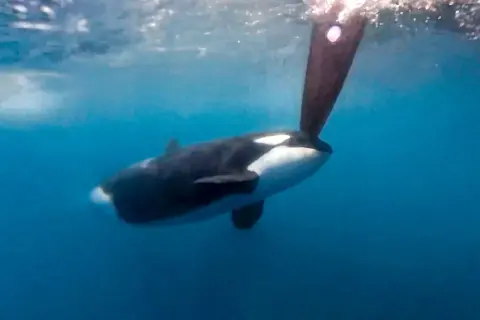 Ein Orca schwimmt unter der Wasseroberfläche, sein Körper ist schwarz-weiß gefärbt. Ein Teil eines Bootsruders ragt ins Bild. Ein Orca-Angriff ist hier nicht zu sehen.