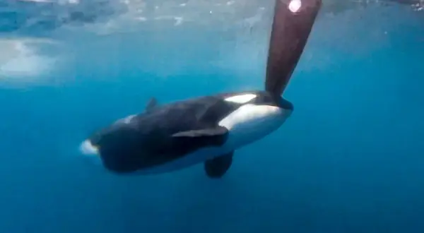 Ein Orca schwimmt unter der Wasseroberfläche, sein Körper ist schwarz-weiß gefärbt. Ein Teil eines Bootsruders ragt ins Bild. Ein Orca-Angriff ist hier nicht zu sehen.