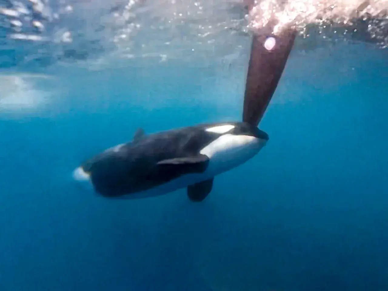 Ein Orca schwimmt unter der Wasseroberfläche, sein Körper ist schwarz-weiß gefärbt. Ein Teil eines Bootsruders ragt ins Bild. Ein Orca-Angriff ist hier nicht zu sehen.
