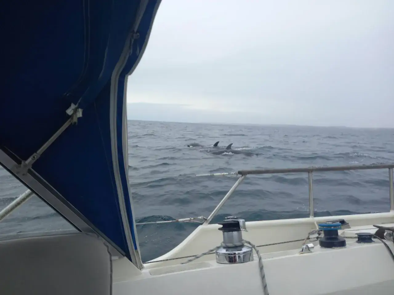 Orcas schwimmen neben einem Segelboot. Ein aufregender Moment, der an einen Orca-Angriff auf ein Segelboot erinnert.