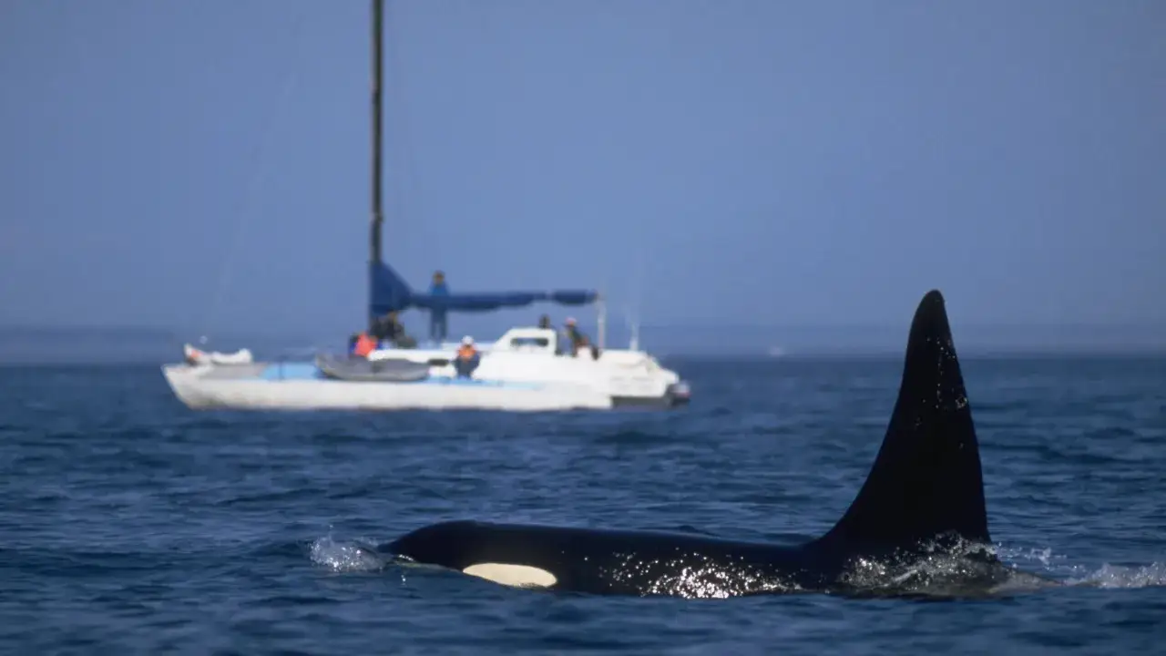 Ein Orca taucht auf, seine R&uuml;ckenflosse ragt aus dem Wasser. Im Hintergrund f&auml;hrt ein Segelboot mit Menschen. Ein beeindruckender Moment, der an einen Orca-Angriff erinnern k&ouml;nnte.