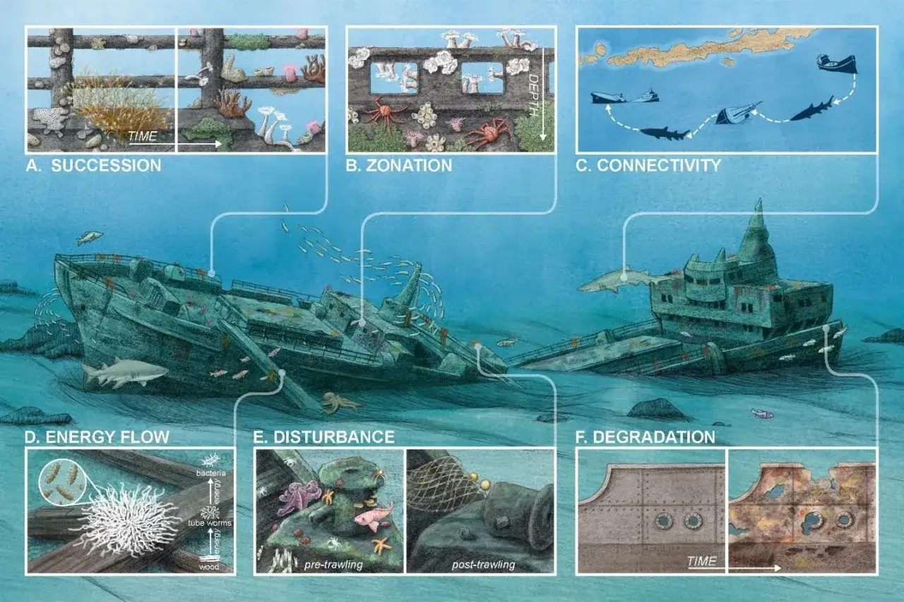 Ein sunken ship als Lebensraum: Illustration zeigt verschiedene Aspekte wie Sukzession, Zonierung, Energiefluss und Abbau.
